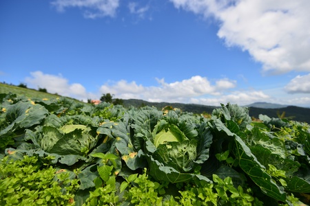 Cabbage field の写真素材