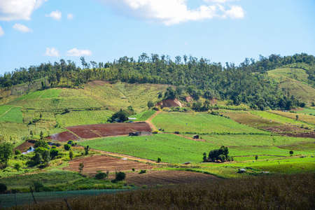 The rice grown on the mountain to the north of Thailand