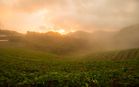 The Garden Strawberry sunlight in the morning.の写真素材