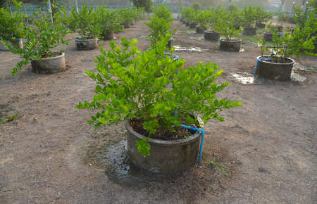 The Lemon in Thailand during harvest