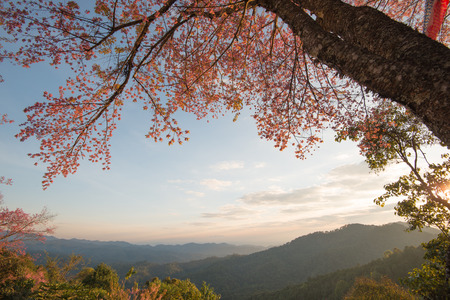 Wild Himalayan cherry On the mountains in the north of Thailandの写真素材