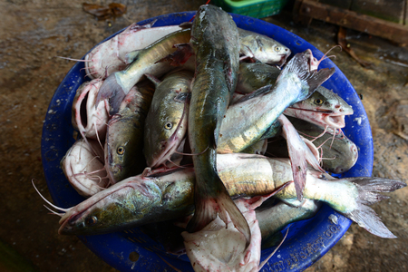 Fresh Fish from the fishing in the sea of Thailandの写真素材
