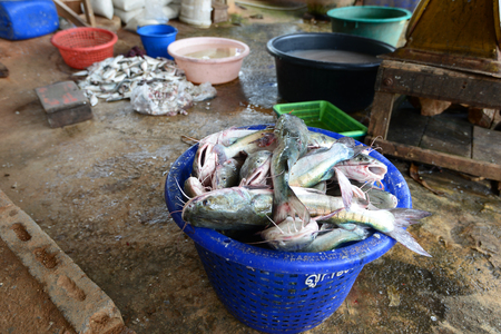 Fresh Fish from the fishing in the sea of Thailandの写真素材