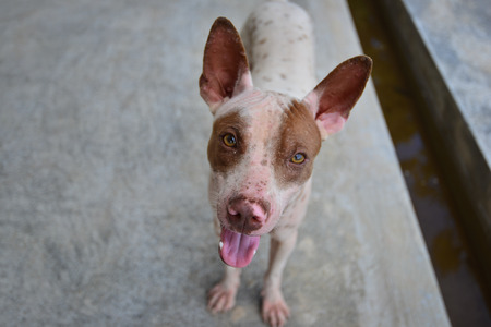 A dog, White Cute Eyes with the eyes suspectの写真素材