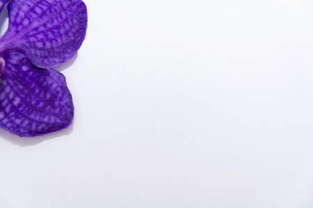 Orchidsの写真素材