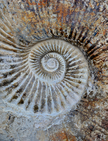 Ammonite background pictureの写真素材
