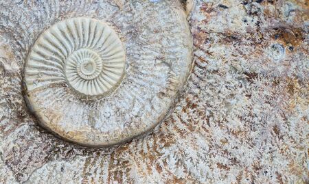 Ammonite background pictureの写真素材
