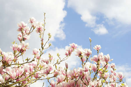 Magnolia blossom in front of blue and cloudy spring skyの写真素材