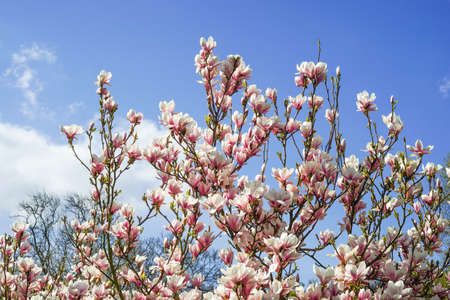 Magnolia blossom in front of blue and cloudy spring skyの写真素材