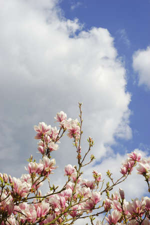 Magnolia blossom in front of blue and cloudy spring skyの写真素材