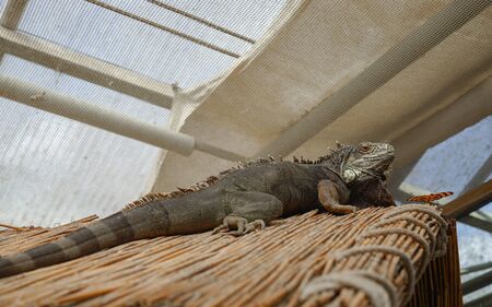 The green iguana is an herbivore and belongs to the family of Iguanidae (Iguana iguana). He is meeting a red butterfly.の写真素材