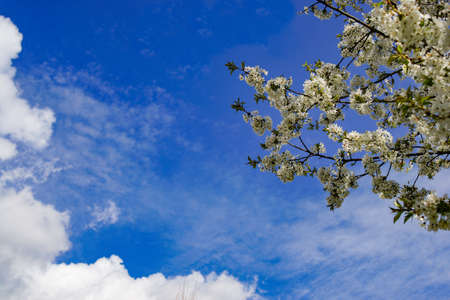Spring on a sunny day with blue sky and cherry blossomの写真素材