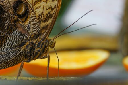 As banana butterfly the butterflies of the genus Caligo from the family of Nymphalidae (Nymphalidae) are referred by to. The genus includes 21 species, Which are among the largest in the Neotropics. The caterpillars feed on bananas, arrowroot plants and hの写真素材