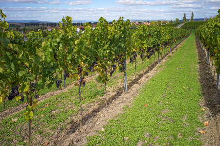 Vineyard with blue grapes just before harvestingの写真素材