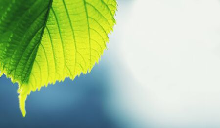 Hazel Leaf In Springtime used as a banner or wallpaper before blue sky weiÃ?'? ? 'Ã ... AEM