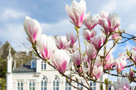 Magnolia blossoms and palace in spring timeの写真素材
