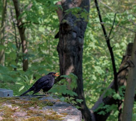 Blackbird sitting on a wall and singing
