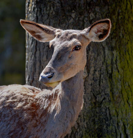 Portrait of a doe standing in front of a treeの写真素材