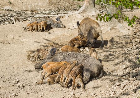 Three wild pigs suckle their pigletsの写真素材