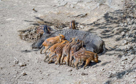 Wild pig suckle their pigletsの写真素材