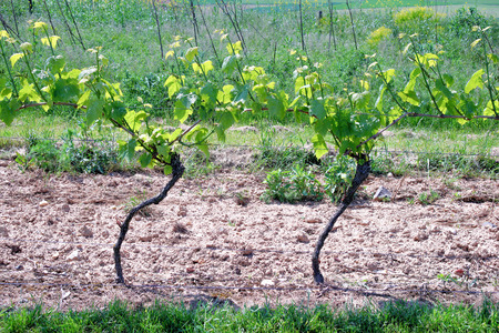 Vines in springtime Rhine-Hesse in Germanyの写真素材