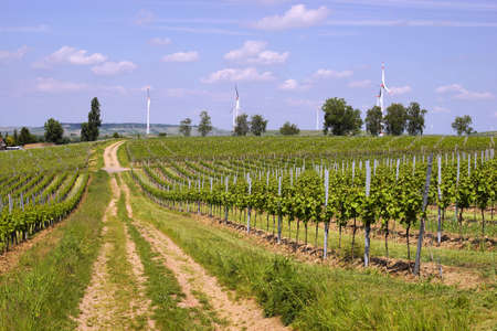 Germanys greatest winegrowing area rhine-hesse in springtime with windmills