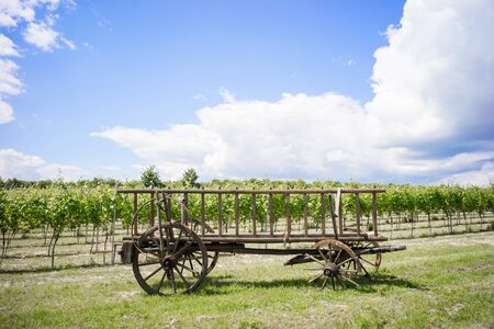 Discarded horse cart with broken wheels in front of a vineyardの写真素材