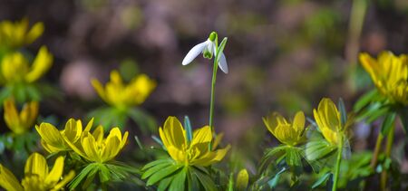 Snowdrops in the gardenの写真素材