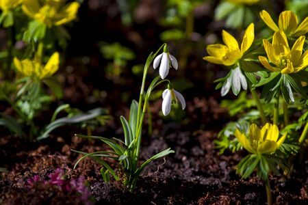Snowdrops in the gardenの写真素材