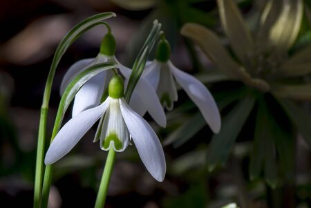 Snowdrops in the gardenの写真素材