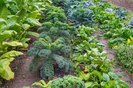 Farmhouse garden, gardeningの写真素材