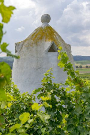 Vineyards in the harvest season in Rhein-Hessen in Rhineland-Palatinate, Germanyの写真素材