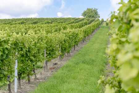 Vineyards in the harvest season in Rhein-Hessen in Rhineland-Palatinate, Germanyの写真素材