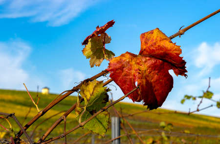 Colorful vineyard in autumn after the harvest. Background, Banner.の写真素材