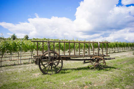 Discarded horse cart with broken wheels in front of a vineyardの写真素材