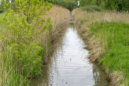 Selz creek covered with reed. Ingelheim Rhinehesse, Germanyの写真素材