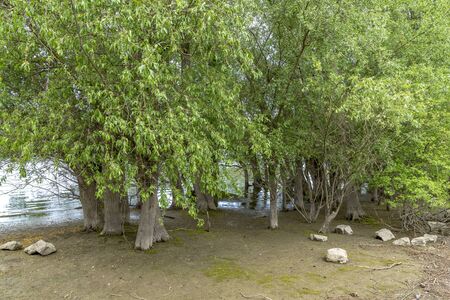Recurring water overflowing wild nature protection zone of the Rhine in Germany at Ingelheim on the Rhine district Jung Aueの写真素材