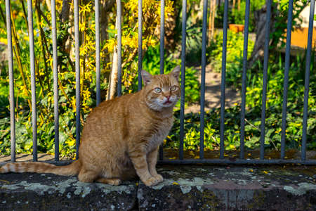 Blonde cat on the garden wallの写真素材