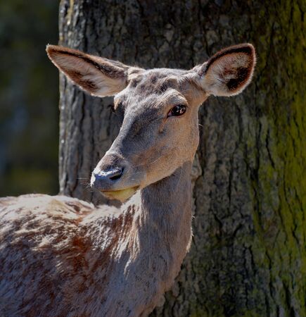 Portrait of a doe standing in front of a treeの写真素材