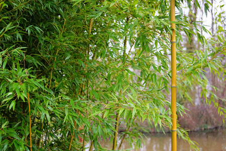 Bambus Banner Backgroundの写真素材