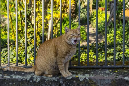 Blonde cat on the garden wallの写真素材