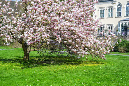 Spring with magnolia tree in full bloom and a manor house. Germany. Seyn cityの写真素材