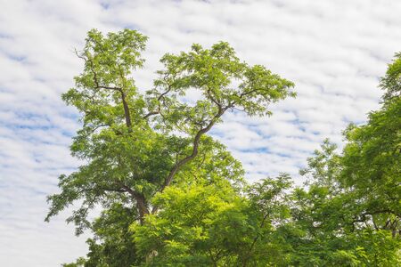 Cloudy sky and treeの写真素材