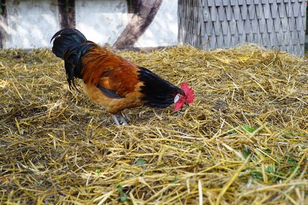 Colorful rooster on the dunghillの写真素材