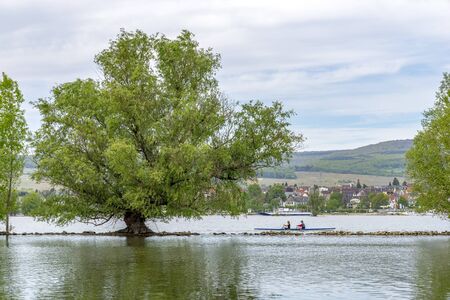 Old willow tree in the middle of the Rhine river in front of Oestrich-Winkel townの写真素材