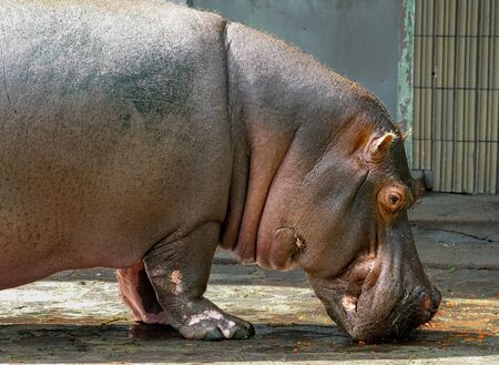 Portrait of a hippoの写真素材