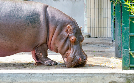 Portrait of a hippoの写真素材