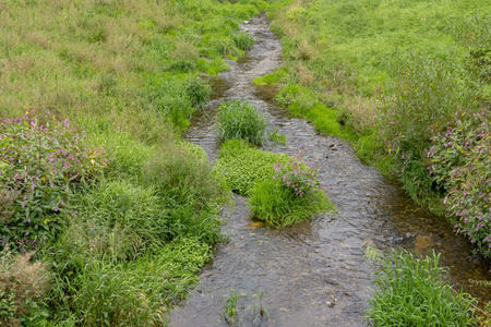 Natural brook in summerの写真素材