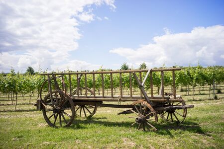 Discarded horse cart with broken wheels in front of a vineyardの写真素材
