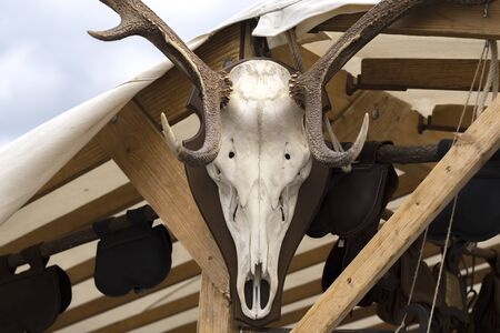 Bleached reindeer or deer skull with hornsの写真素材